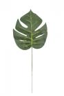 List monstera 39 cm 