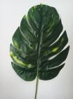 List monstera 67 cm 