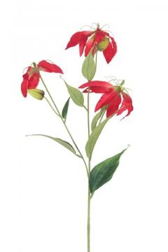 glorioza-80-cm-cervena_10655_27092.jpg