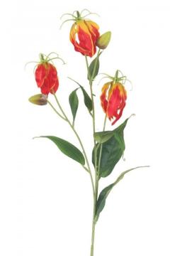 glorioza-80-cm-zlutocervena_10656_27094.jpg