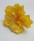 kvet-ibiseku-12-cm--tmave-zluty_9510_20915.jpg