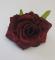 kvet-ruze-scarlet-6-cm-tmave-bordo_9505_20854.jpg
